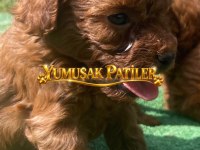 Toy Poodle Yavrumuz