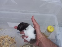 İstanbul içi hamster sahiplendirme