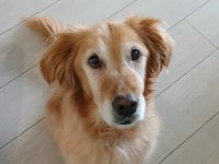 Tatlı bir golden retriever