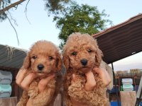 Toy Poodle Yavrular Bir Birinden Güzel Tatlılar