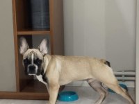 6.5 Aylık İtaat Ve Tuvalet Eğitimli French Bulldog