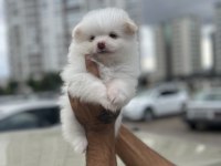 A kalite pomeranian boo bebekler
