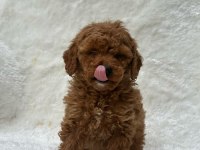 TÜRKİYE GENELİ 81 İLE GÖNDERİM TOY POODLE