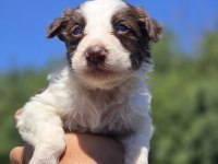 Border Collie Yavruları