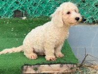 Kar beyaz yavru maltipoo