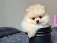 Orjinal Pomeranian bebeğimiz