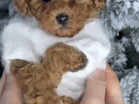 Toy Poodle Cinsi Yavru Köpekler