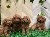 Toy poodle yavru köpekler
