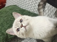 3 Aylık Mavi Gözlü iki adet Blue Point British Shorthair