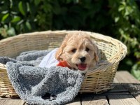 Maltipoo bebekler tüy dökmez