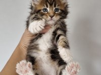 MAİNE COON DEV KEDİLER ÜST KALİTELİ