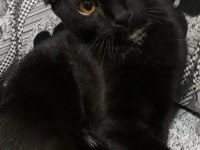 ÜCRETSİZ - Scottish Fold ve Bombay Kırması Bal Gözlü