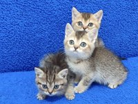 BLACK GOLDEN GOLDEN TABY GÜZELLİKLER