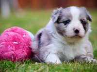 Erkek merle çok kaliteli border collie