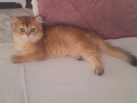 Sahibinden british longhair