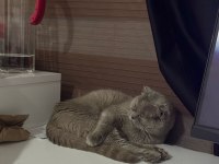 7 Aylık dişi kedime yuva arıyorum