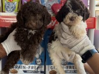 Portekiz su köpeği çok şirin yavrular 
