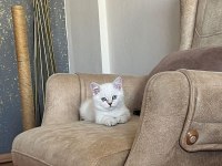 OYUNCU SEVECEN VE MİNNAK BRİTİSH SHORTHAİR