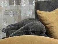 BRİTİSH SHORTHAİR KEDİMİZ ACİL SATILIKTIR