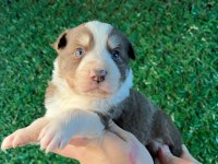 Oyuncu border collie yavrularımız!