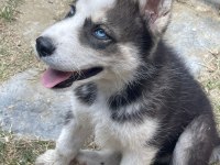3 AYLIK SAFKAN ERKEK HUSKY