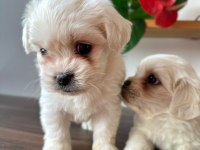 Sevimli maltipoo canlar
