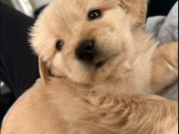 Golden Retriever Baby Face