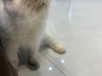 Minnoş iran kedisi bebeğimiz yuva arıyor