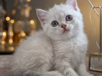 British Shorthair Efsane Bebekler