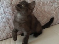 British shorthair dişi