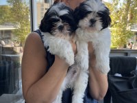 Shih tzu şecereli