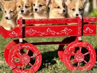 Corgi bebeklerimiz güzellikleri ile hayran bırakıyor