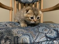 Scottish fold yavrularımız yeni yuvalarını arıyor.