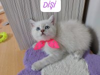 British Shorthair Prensesim Hazır