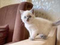 BRİTİSH SHORTHAİR BLUE POİNT KİTTEN