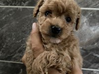 Maltipoo sevgililer gününe özel kampanya