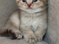 Minik scottish fold yavrularımıza ömürlük yuva arıyoruz