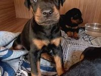 2 Aylık İsteğe Göre Estetikli Doberman Yavrularım