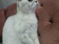 Acil yuva scottish fold kızımıza