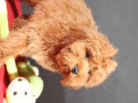 14 şubat doğumlu maltipoo oğlumuz