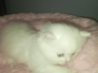 British shorthair albino yavrular