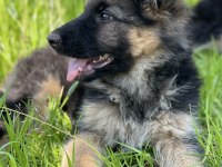 Alman Kurdu Köpeğimiz