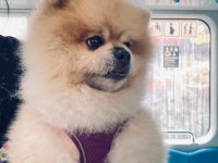 Pomeranian Boo Köpeğimiz