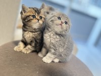 1,5 aylık Scottish Fold ve Straight Yavrularımıza Yuva