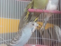 Jumbo muhabbet kuşu yavrular