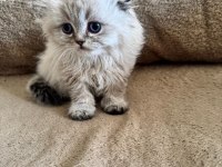Scottish fold dişi ve erkek kardeşler