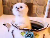 0 kulak dişi golden point scottish fold