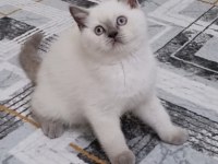 Scottish Fold Blue Point Yavrular