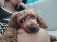1.5 yaşında poodle