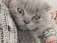 Yeni scottish fold yavrularımıza sevgi dolu bir yuva